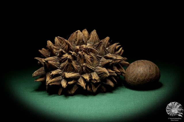 Phytelephas macrocarpa Sudamérica palma reciente frutos secos fruta seca decoración