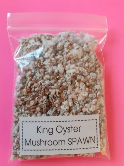 Mushroom Spawn Seeds  Oyster OR king Oyster Mushroom OR Shiitake 1KG Bulk Button