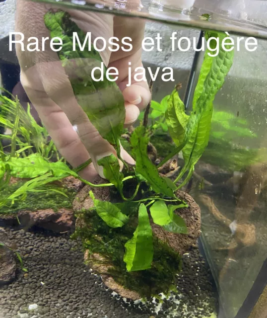 Rare Moss Et Anubia Sur Pierre Volcanique, Rare Moss Sur Biocerapond Et Bolbitis