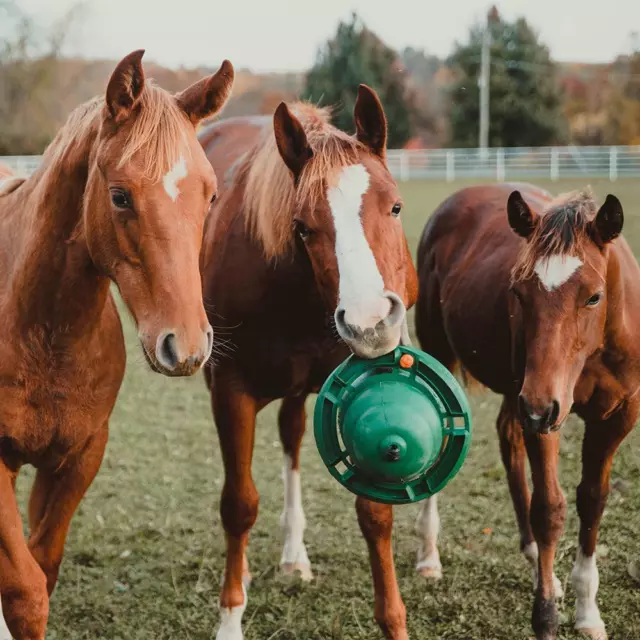 Kong Equine klassisches Gummispielzeug für Pferde