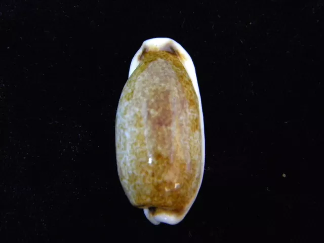 Sea Shells Cypraea zylindrische Linelle 35 mm ID#4215