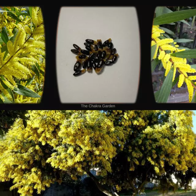 Acacia Longifolia-"Sydney Golden Wattle"-TREE seeds-BUY IN BULK-seeds