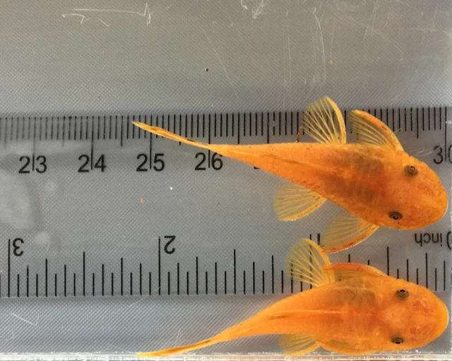SUPER RED Bristlenose Pleco 1-1/2 inch+ Bushynose Plecostomus SURPLUS SALE! 3