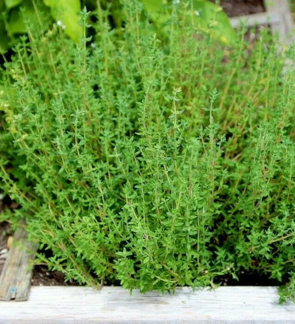 Thyme Seeds | Thymus vulgaris Perennial Common German Rosemary 2024