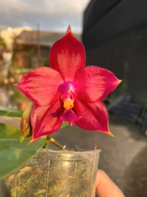 Fragrant Orchid Phalaenopsis Phal. Mainshow Redbull ‘LR001' In 3" Pot