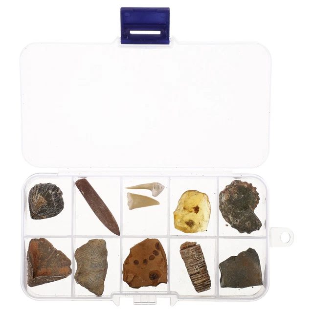 EDUMAN Kit Scavo Fossili In Ambra Per Bambini - Scava 6 Piante Vere E Crea 2 Collane, Gioco Scientifico STEM 6-12 Anni
