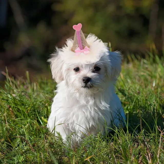Cane compleanno copricapo animale domestico compleanno consegne cane capelli clip a scatto