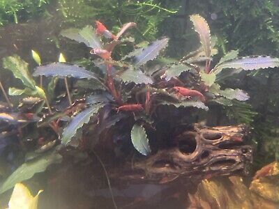 Bucephalandra Godzilla (Kedagang Red) - Submerged Grow Live Aquarium Plant 3