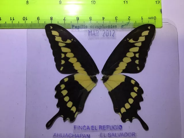 ELS 05 A/A+  MALE  Papilio cresphontes  Ex-pupae El Salvador