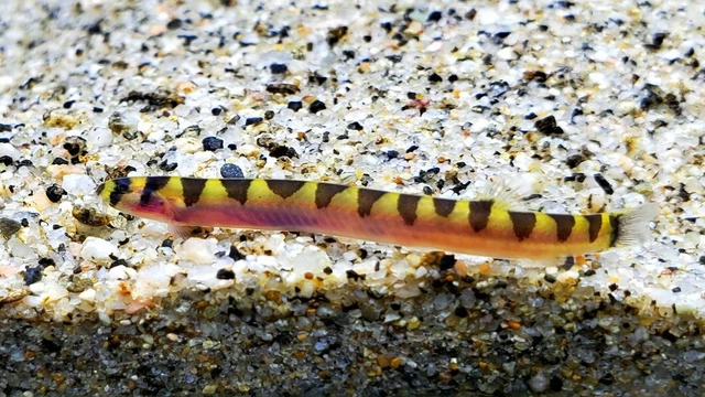 5+1 Kuhli Loach (2-2.5") Live Fish 2Day Fedex Shipping