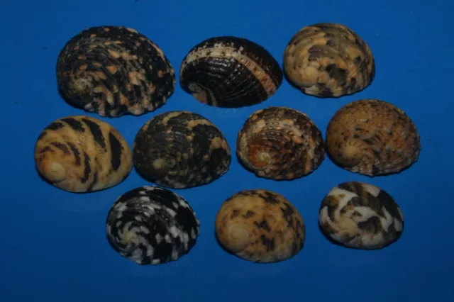 Seashells Nerita squamulata 15 - 23mm F+++/GEM Set of 10 Variation Marine Specie