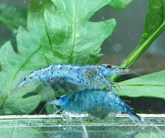 10+1 Blue Jelly Shrimp Freshwater Neocaridina Aquarium Shrimp. Live Guarantee