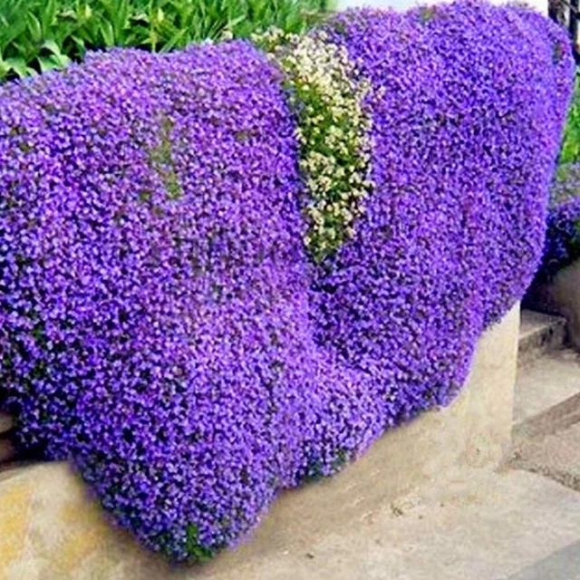 100 CREEPING THYMUS Serpyllum Seeds "Creeping Thyme" Trailing Seeds £3.