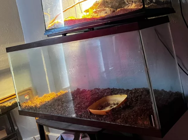 Brown trim and glass 55 gallon tank with light fixture for reptiles.