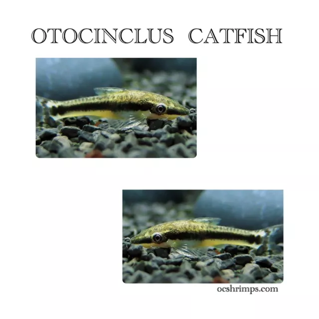 Otocinclus Catfish ( Pack of 6 Pieces )