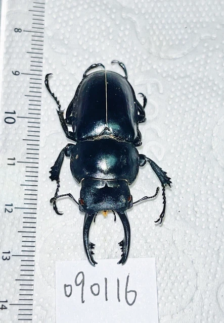 LUCANIDAE DORCUS COLEOPTERA beetles dynastes Lucanus Neolucanus Yunnan