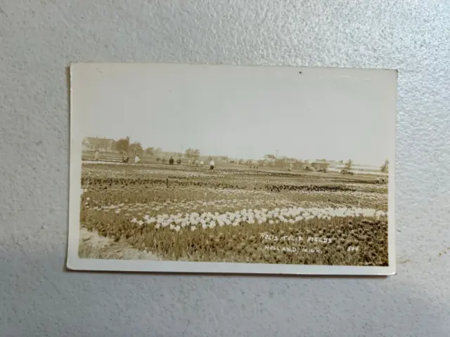 Vntg Nelis Tulip Fields Holland Michigan Real Picture Photo Postcard
