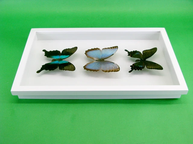 3 real beautiful and huge butterflies in the XXl showcase - single piece - 28 9