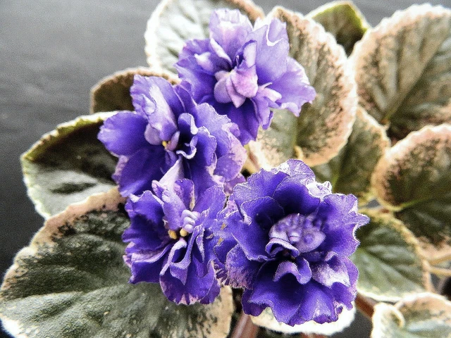 African Violet LEAF POT "Cajun's Storm Watch"