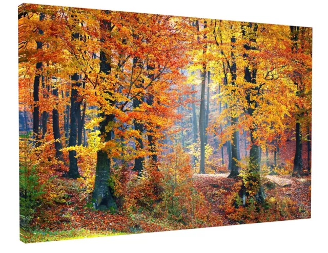 Autumn Woodland Trees Forest Canvas Picture Print Wall Art