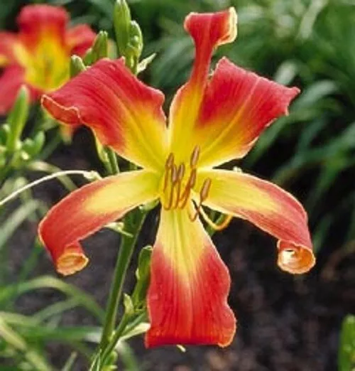 JABBERWOCKY    Daylilies 3 fans Return and multiply yearly World's Finest
