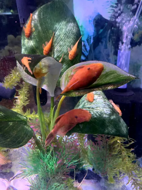 SUPER RED Bristlenose Pleco Plecostomus 1.5inch+ (4 Pack) Shipping Available
