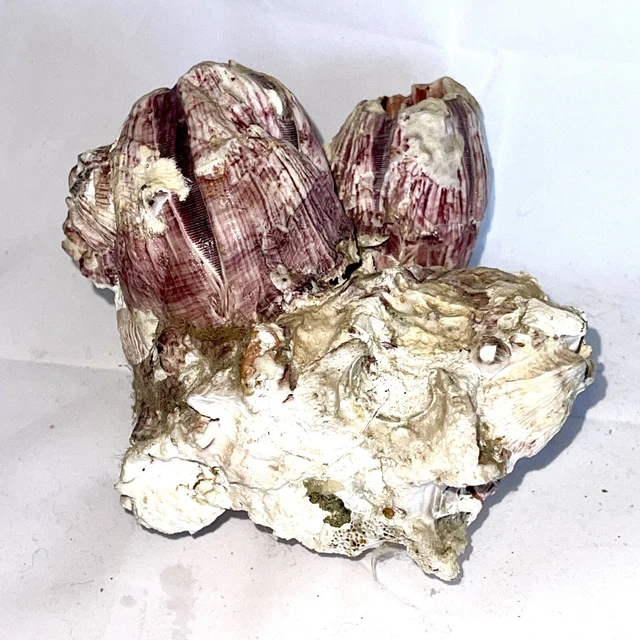 Natural Purple Barnacle Coral Cluster Sea shell REEF TANK AQUARIUM DECOR
