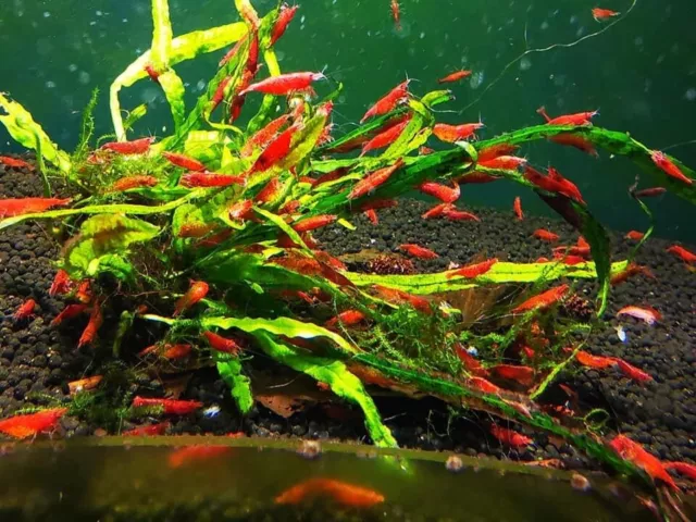 10+1 Fire Red Cherry - Freshwater Neocaridina Aquarium Shrimp. Live Guarantee