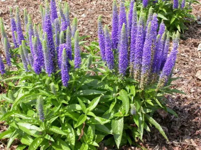 Ähriger Ehrenpreis Veronica spicata Spiked Speedwell 250+ Samen - Seeds E 206