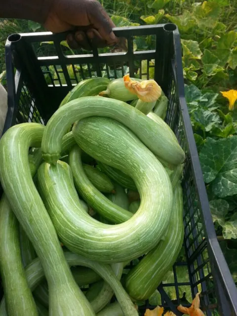 Zucchini Romanesco 10 Samen sehr gutes leckeres Gemüse :-) Beste Sorte