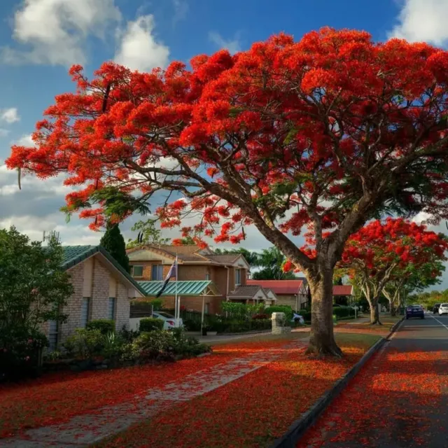 10 Graines de Flamboyant, Delonix Regia, Poinciana Regia, Flame Tree seeds 2