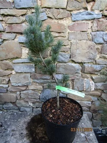 Pinus parviflora blue Lou, 5L 55-60cm, BANK HOLIDAY OFFER ENDS MONDAY