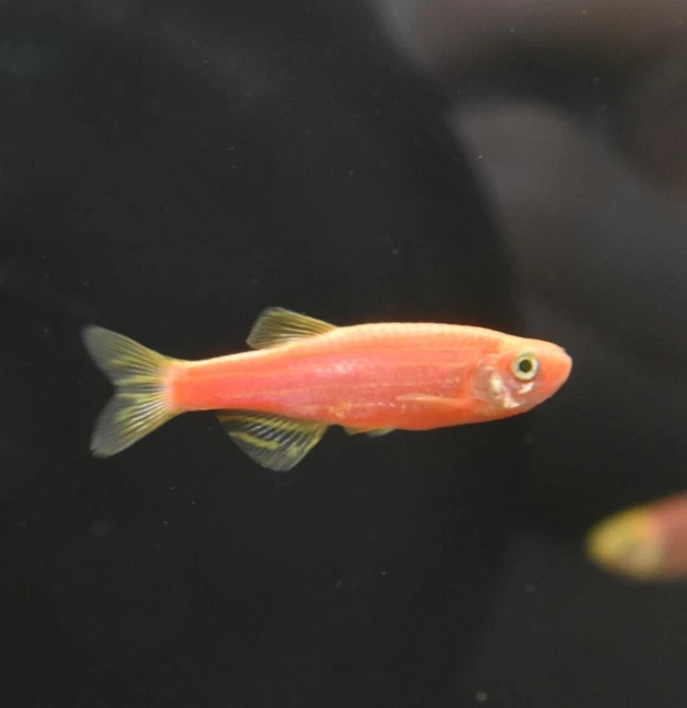 Live Assorted Rainbow Glow Danio (Pack of 6 Aquarium Fish) *PLS READ DESCR* 5