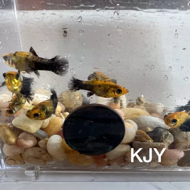 Gold Dust Molly Fry (10 Pack)