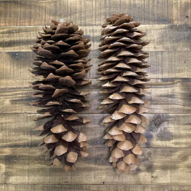 2 conos de pino grandes de 12"" y 13""