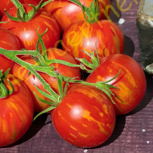 Tigerella Tomate Tigrella Gelb-Rot Gestreifte Alte Sorte Tomatensamen 10 Samen