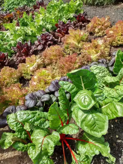 Lettuce Mixed 800 Seeds Salad Vegetable Mixed Leaves Garden Gourmet