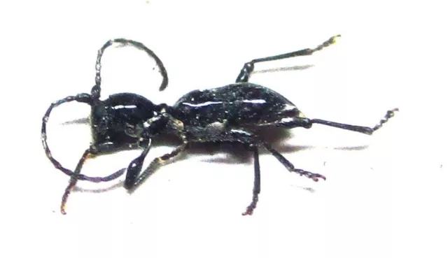 I006 PA: Cerambycidae: ¿especie Clytellus? 5,5 mm A-**************************