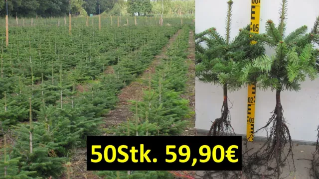 Abies nordmanniana Tlugi 4j 50 St Nordmanntanne Tanne Weihnachtsbaum Christbaum