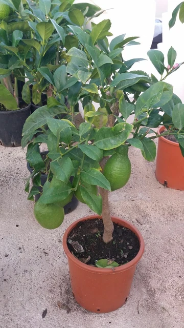 Albero Di Limone Siracusano - Citrus Limon, Vaso Ø 20 Cm, Altezza 80 Cm, Pianta Vera - Foto 11
