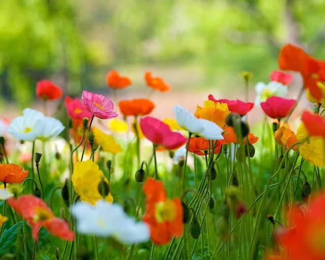 ISLAND-MOHN MIX 300+ Samen PAPAVER NUDICAULE seeds MOHN Bauerngarten POPPY