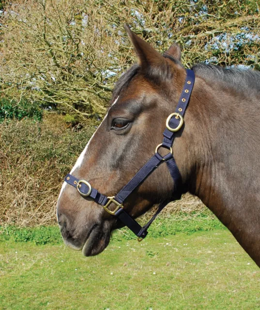 Rhinegold Fully Adjustable Nylon Headcollar With FREE Matching Lead Rope