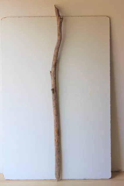 Treibholz Schwemmholz Driftwood  1 MEGA  Ast  Garderobe  Dekoration 160 cm