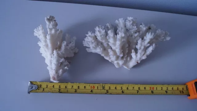 2 Vintage Pieces Of White Coral A/F