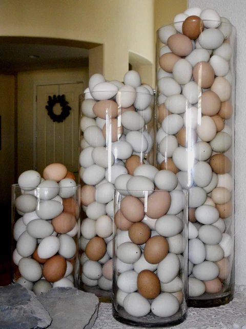 ❤️ 16 HUEVOS DE GALLINA SOPLADOS DE COLOR NATURAL Azul Verde Bronceado Araucana Bantam