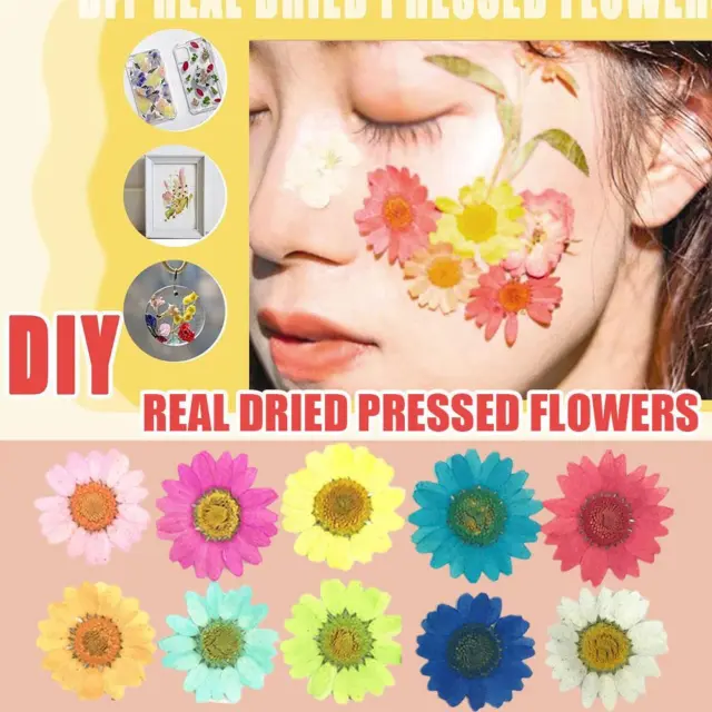 12pcs Real Pressed Flowers dried pressed flower for Crafting Real