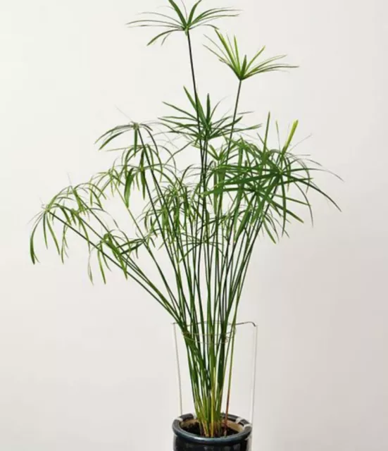 Umbrella Plant Seeds (Cyperus alternifolius) Grow indoors or Outdoors