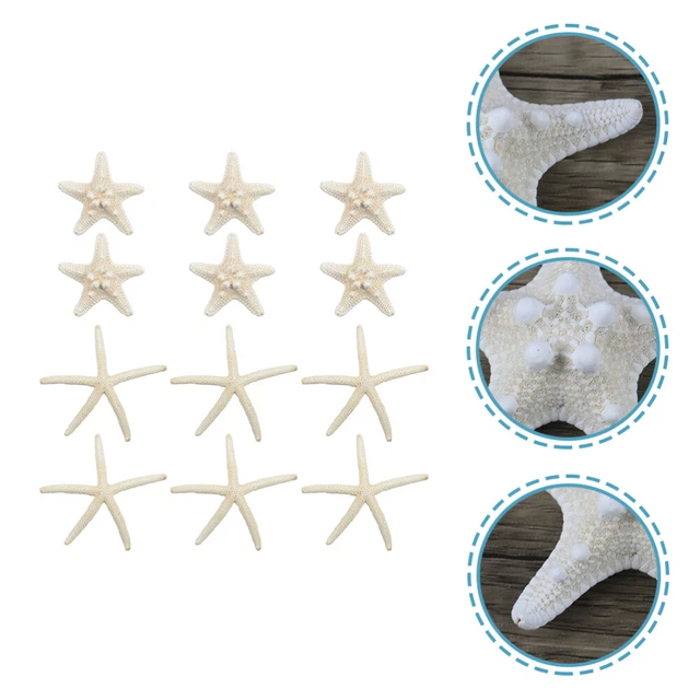 12 un. adornos decorativos naturales de estrellas de mar decoraciones