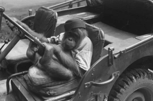 Antique Military Monkey Photo 40b Odd Strange & Bizarre