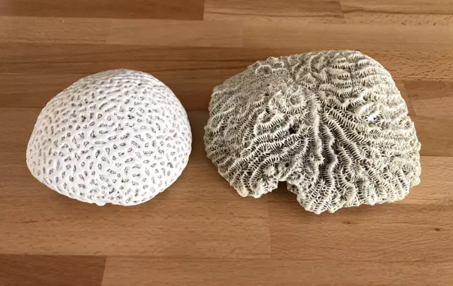 Brain Coral Reef Fossils Sea Beach Home Decor lot of 2 Read Description See Pics